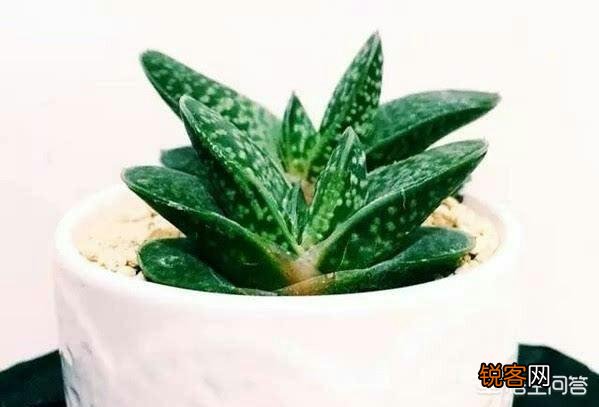 有哪些好养、不出状态也好看的多肉植物？
