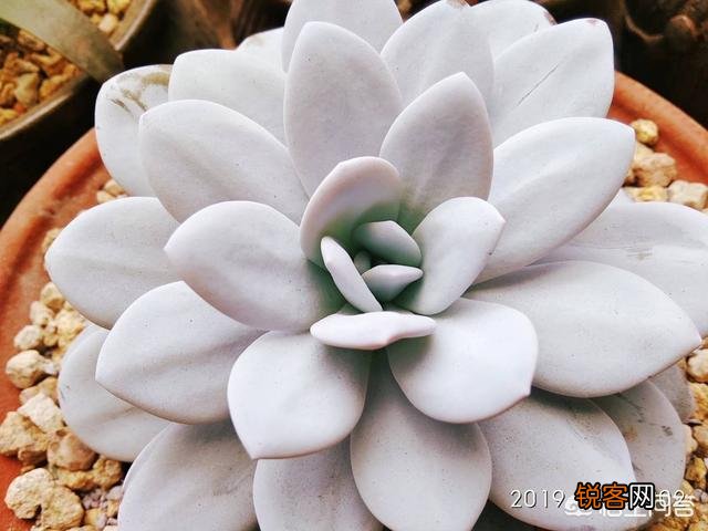 有哪些好养、不出状态也好看的多肉植物？