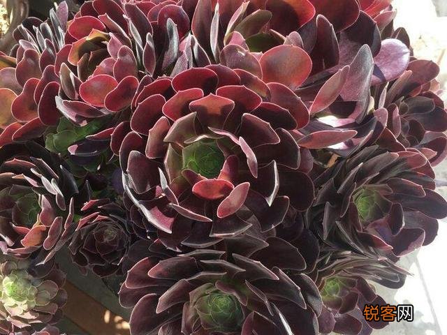 可以介绍几种好看又好养的多肉法师吗？