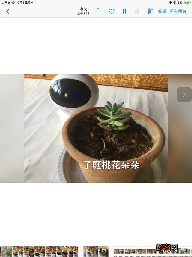 可以介绍几种好看又好养的多肉法师吗？