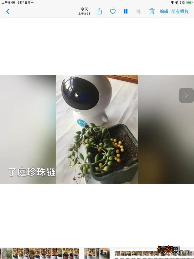 可以介绍几种好看又好养的多肉法师吗？