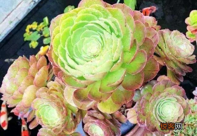 可以介绍几种好看又好养的多肉法师吗？