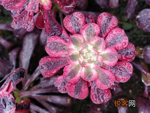 可以介绍几种好看又好养的多肉法师吗？