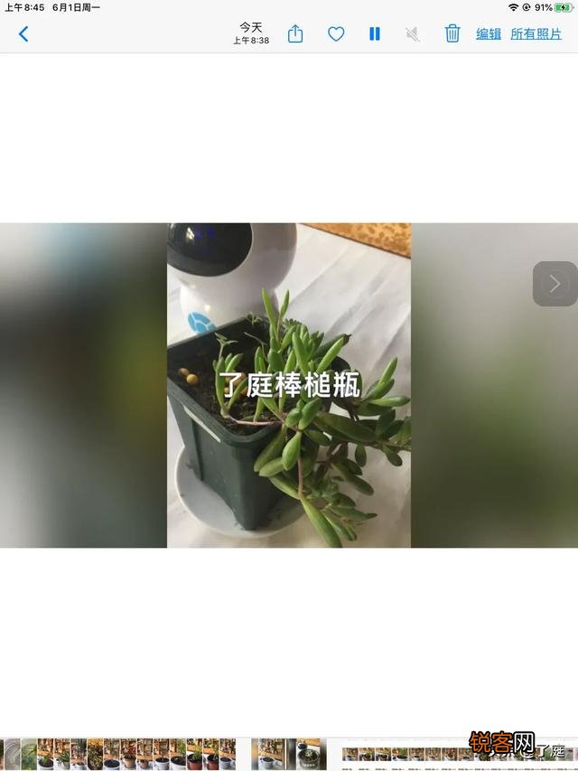 可以介绍几种好看又好养的多肉法师吗？