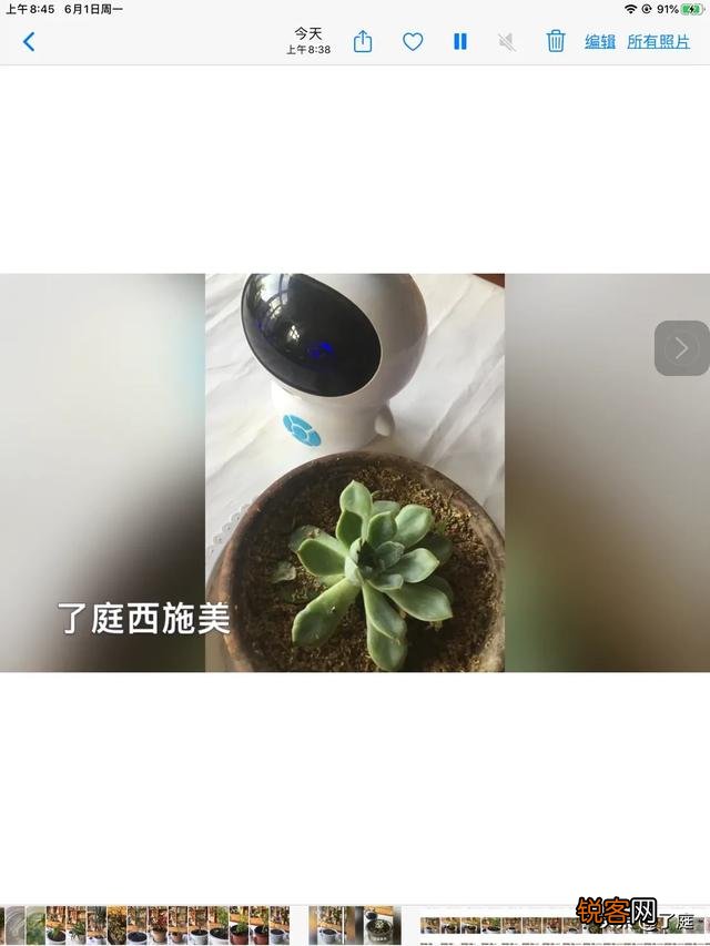 可以介绍几种好看又好养的多肉法师吗？