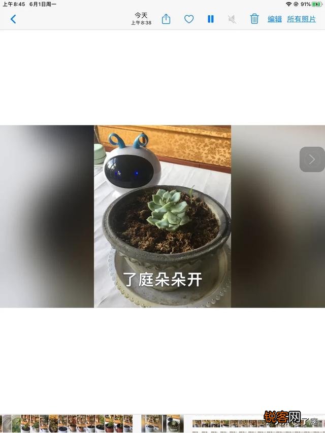 可以介绍几种好看又好养的多肉法师吗？