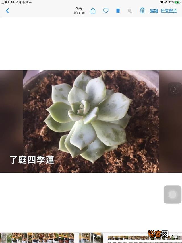 可以介绍几种好看又好养的多肉法师吗？