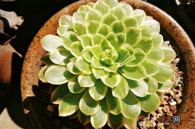 可以介绍几种好看又好养的多肉法师吗？