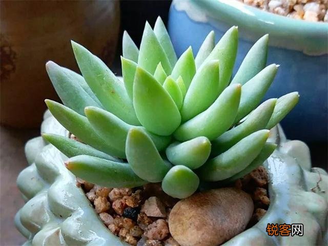 哪些多肉很皮实有颜值适合新手养？