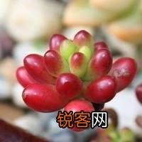 哪些多肉很皮实有颜值适合新手养？