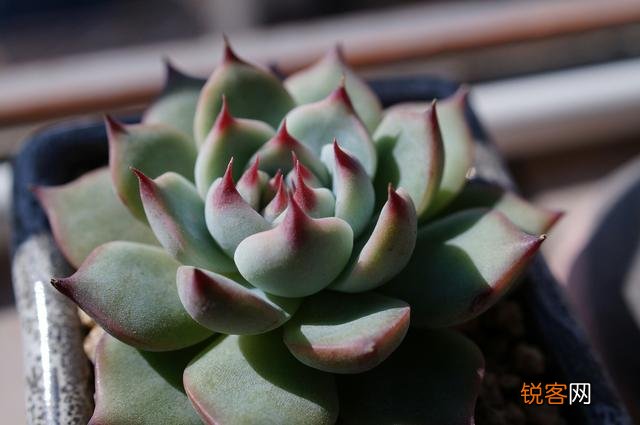 哪些多肉很皮实有颜值适合新手养？