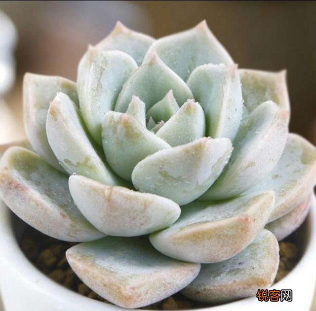 哪些多肉很皮实有颜值适合新手养？