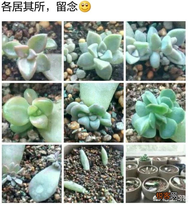 说一说你觉得最容易养活的多肉？