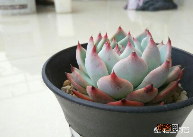 说一说你觉得最容易养活的多肉？