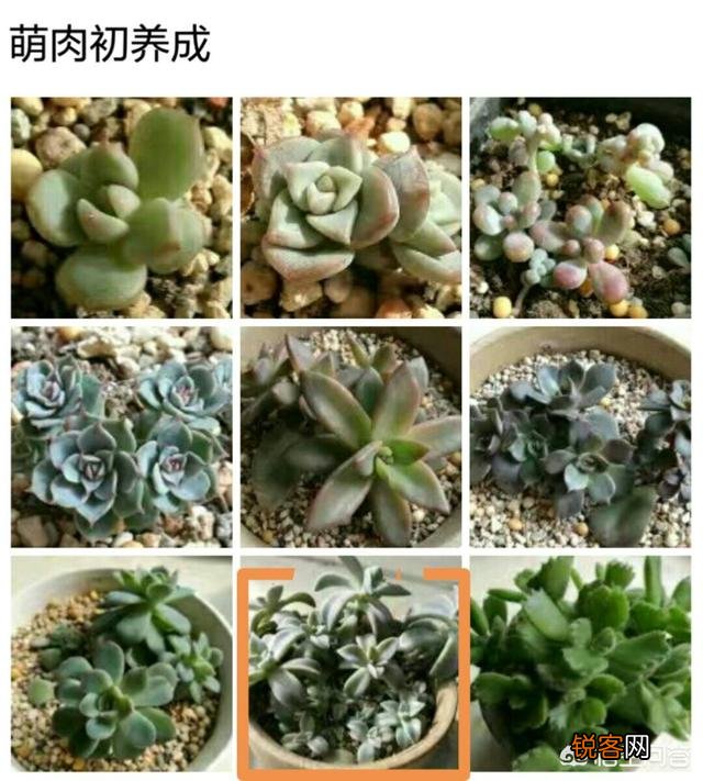 说一说你觉得最容易养活的多肉？