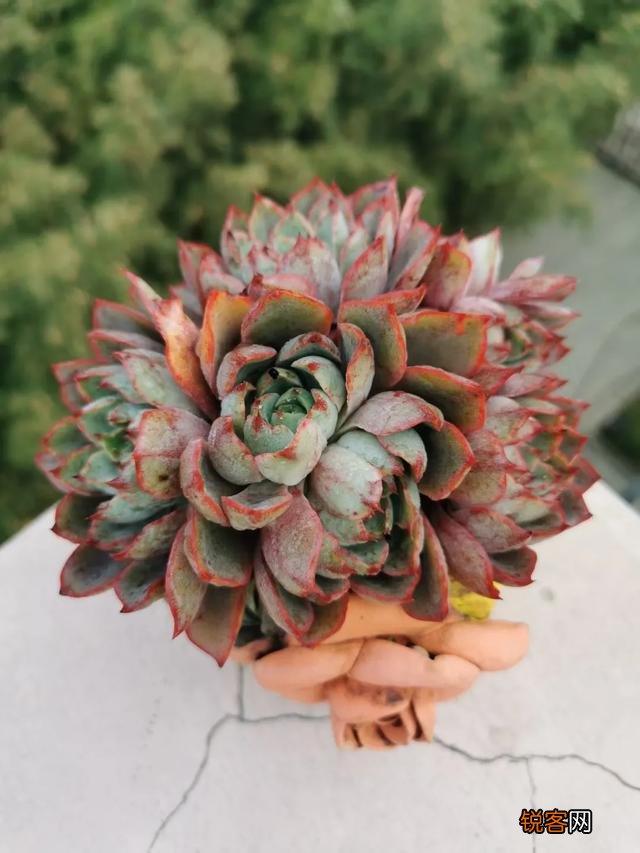 大家来说说什么多肉最好养呢？