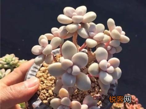 多肉植物美观好养的有哪些,如果拼养哪几种放在一起?最好有图?