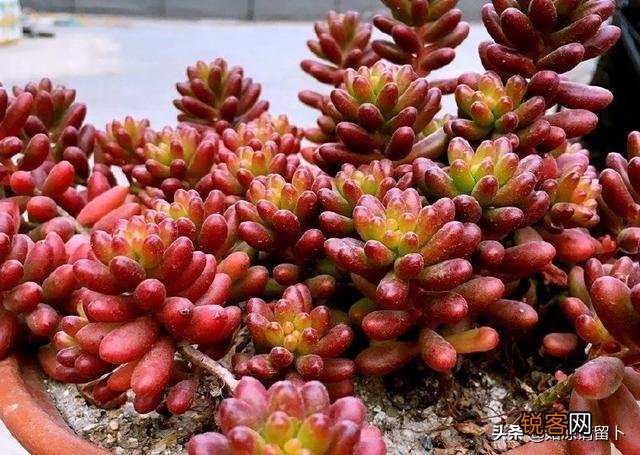 多肉植物美观好养的有哪些,如果拼养哪几种放在一起?最好有图?