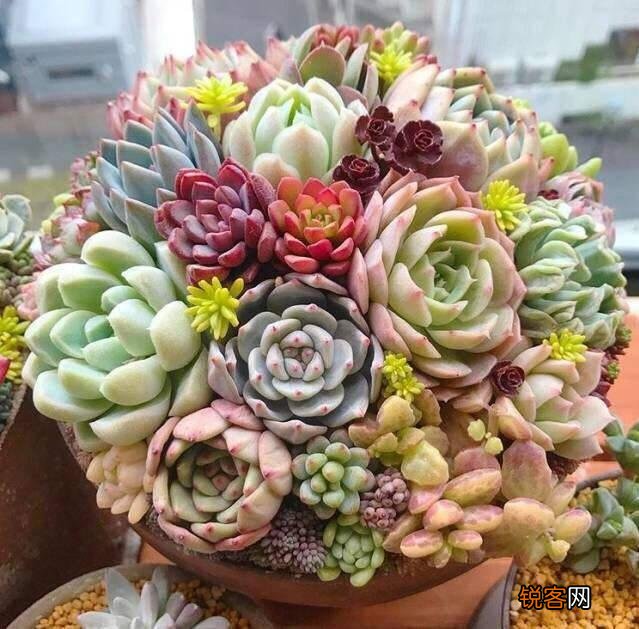 多肉植物美观好养的有哪些,如果拼养哪几种放在一起?最好有图?