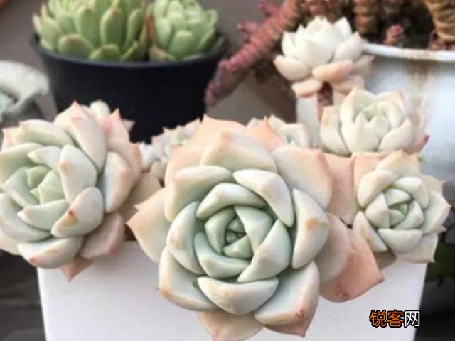 多肉植物美观好养的有哪些,如果拼养哪几种放在一起?最好有图?
