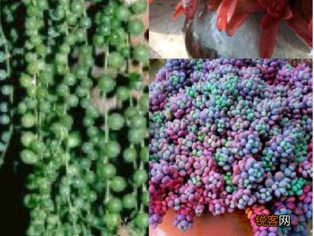 多肉植物美观好养的有哪些,如果拼养哪几种放在一起?最好有图?