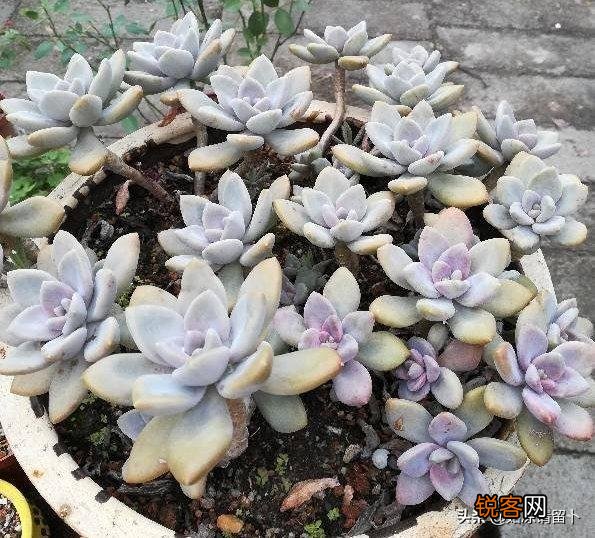 多肉植物美观好养的有哪些,如果拼养哪几种放在一起?最好有图?