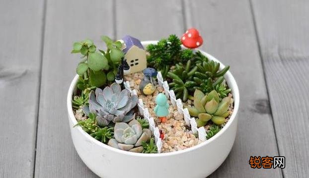 多肉植物美观好养的有哪些,如果拼养哪几种放在一起?最好有图?