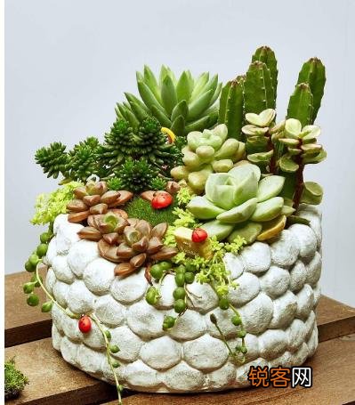 多肉植物美观好养的有哪些,如果拼养哪几种放在一起?最好有图?