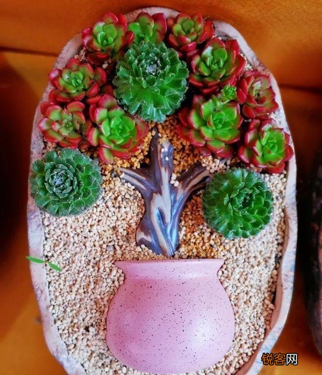 多肉植物美观好养的有哪些,如果拼养哪几种放在一起?最好有图?