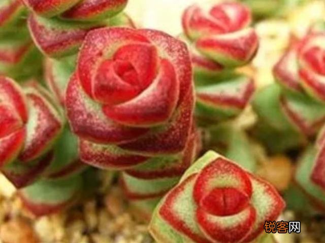 多肉植物美观好养的有哪些,如果拼养哪几种放在一起?最好有图?