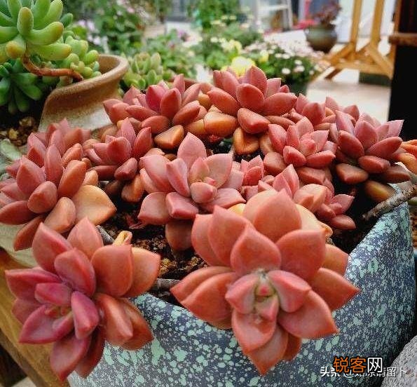 多肉植物美观好养的有哪些,如果拼养哪几种放在一起?最好有图?