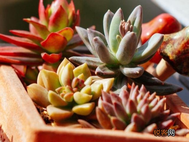多肉植物美观好养的有哪些,如果拼养哪几种放在一起?最好有图?