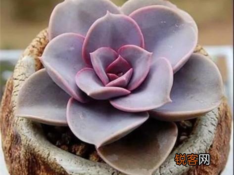 多肉植物美观好养的有哪些,如果拼养哪几种放在一起?最好有图?