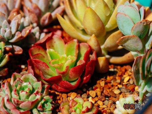 多肉植物美观好养的有哪些,如果拼养哪几种放在一起?最好有图?