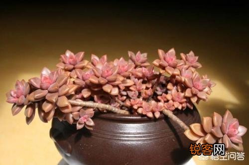 哪些多肉品种比较好养？