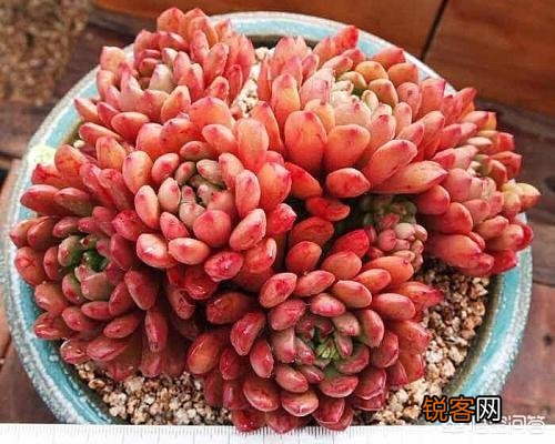 哪些多肉品种比较好养？