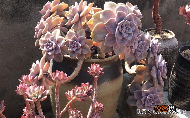 多肉有哪些品种比较漂亮、好养？