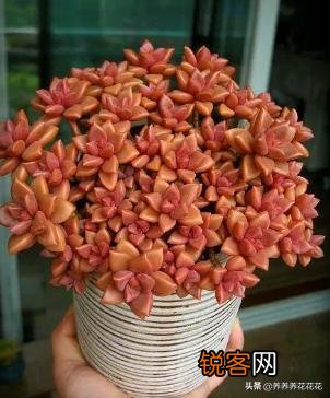多肉有哪些品种比较漂亮、好养？