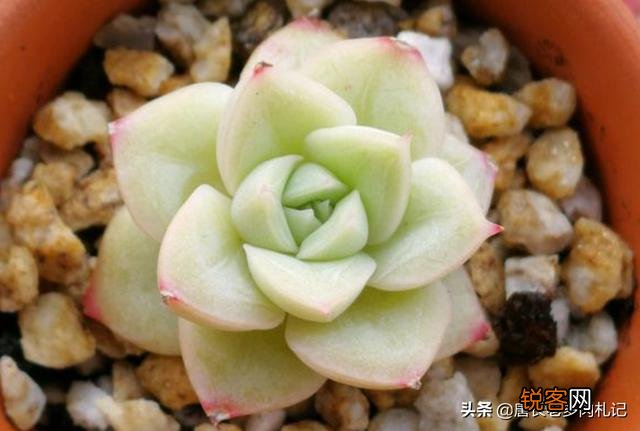 多肉有哪些品种比较漂亮、好养？