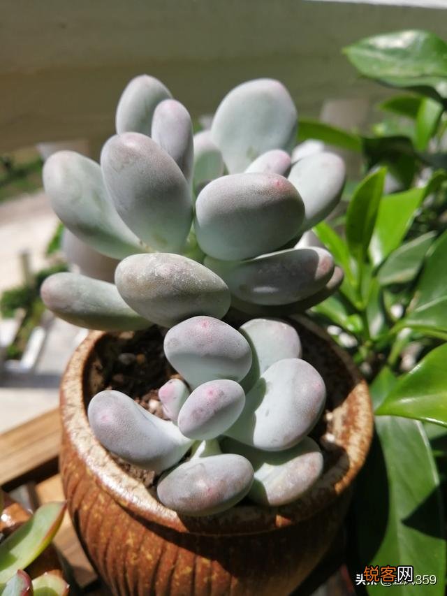 你见过养得好的多肉长什么样？
