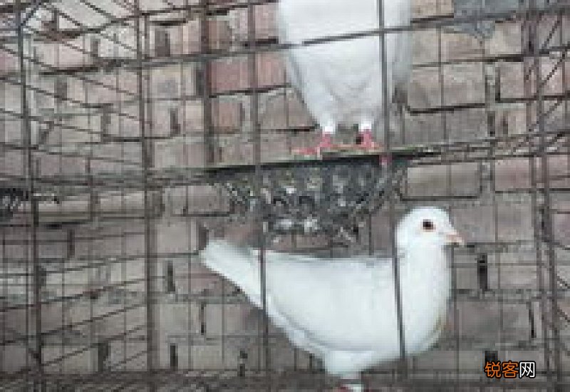 怎么挑选肉鸽品种 怎么挑选肉鸽