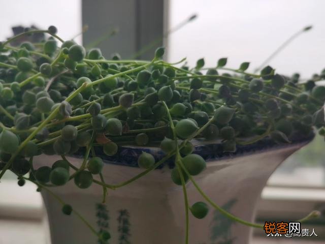 哪一种多肉好看又好养？