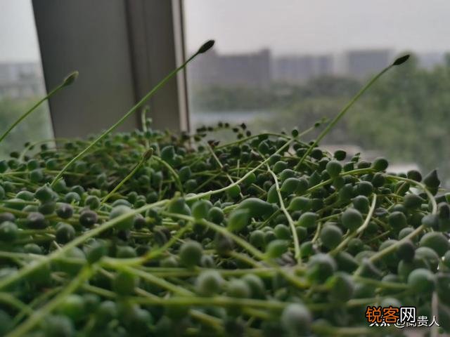 哪一种多肉好看又好养？