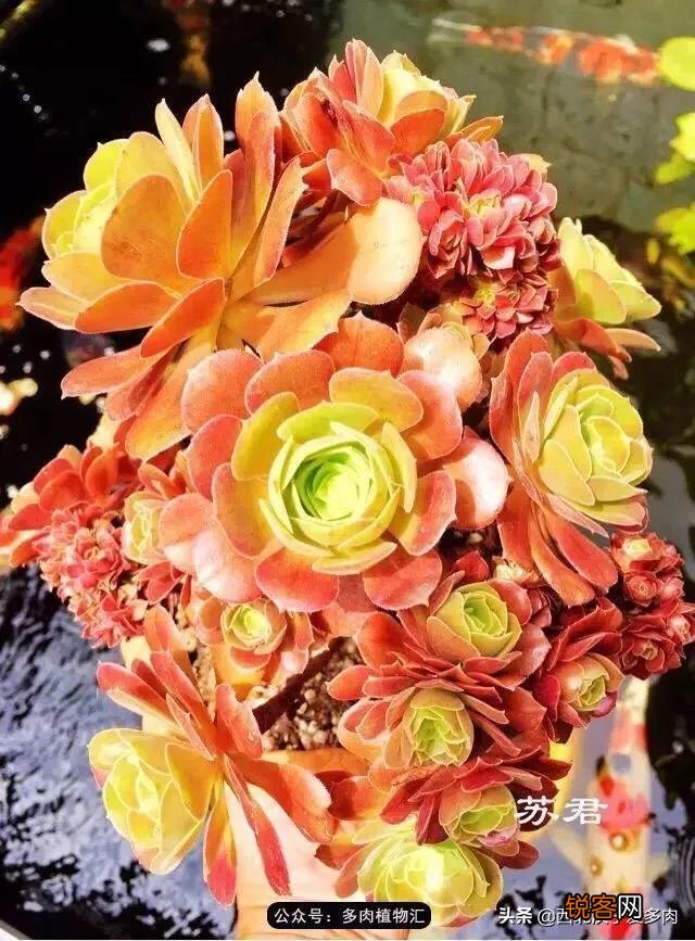 养多肉是种植法师好还是别的多肉好养？