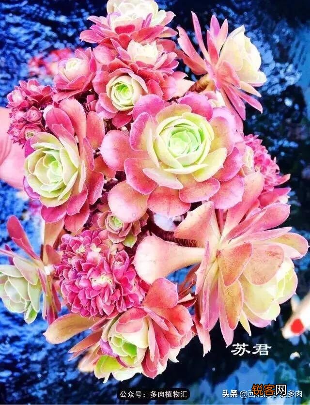 养多肉是种植法师好还是别的多肉好养？
