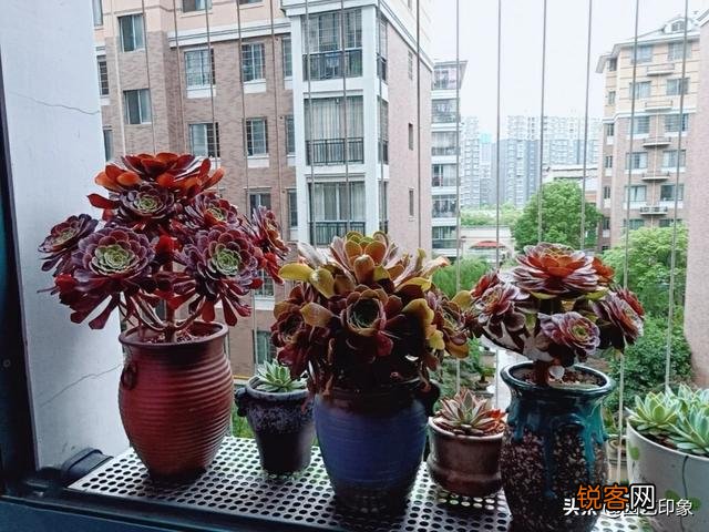 养多肉是种植法师好还是别的多肉好养？