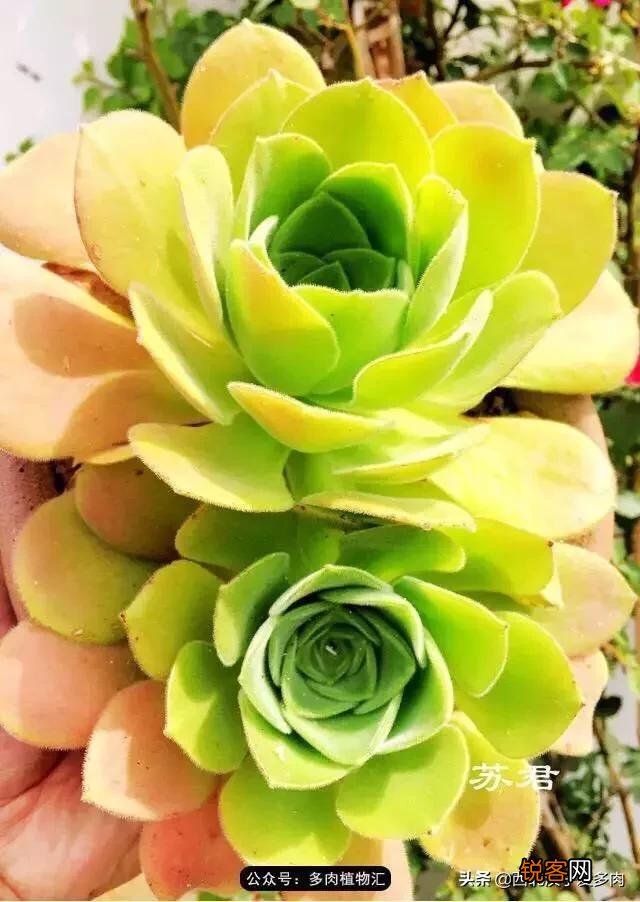 养多肉是种植法师好还是别的多肉好养？