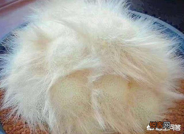 养多肉是种植法师好还是别的多肉好养？
