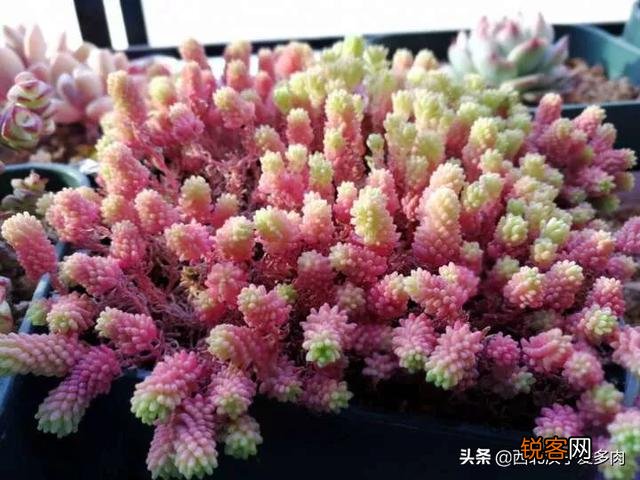 养多肉是种植法师好还是别的多肉好养？