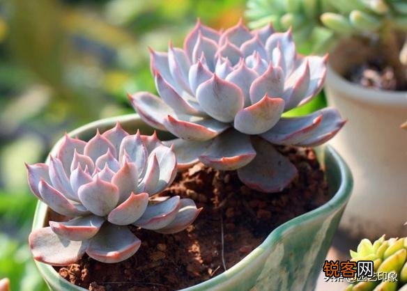 养多肉是种植法师好还是别的多肉好养？